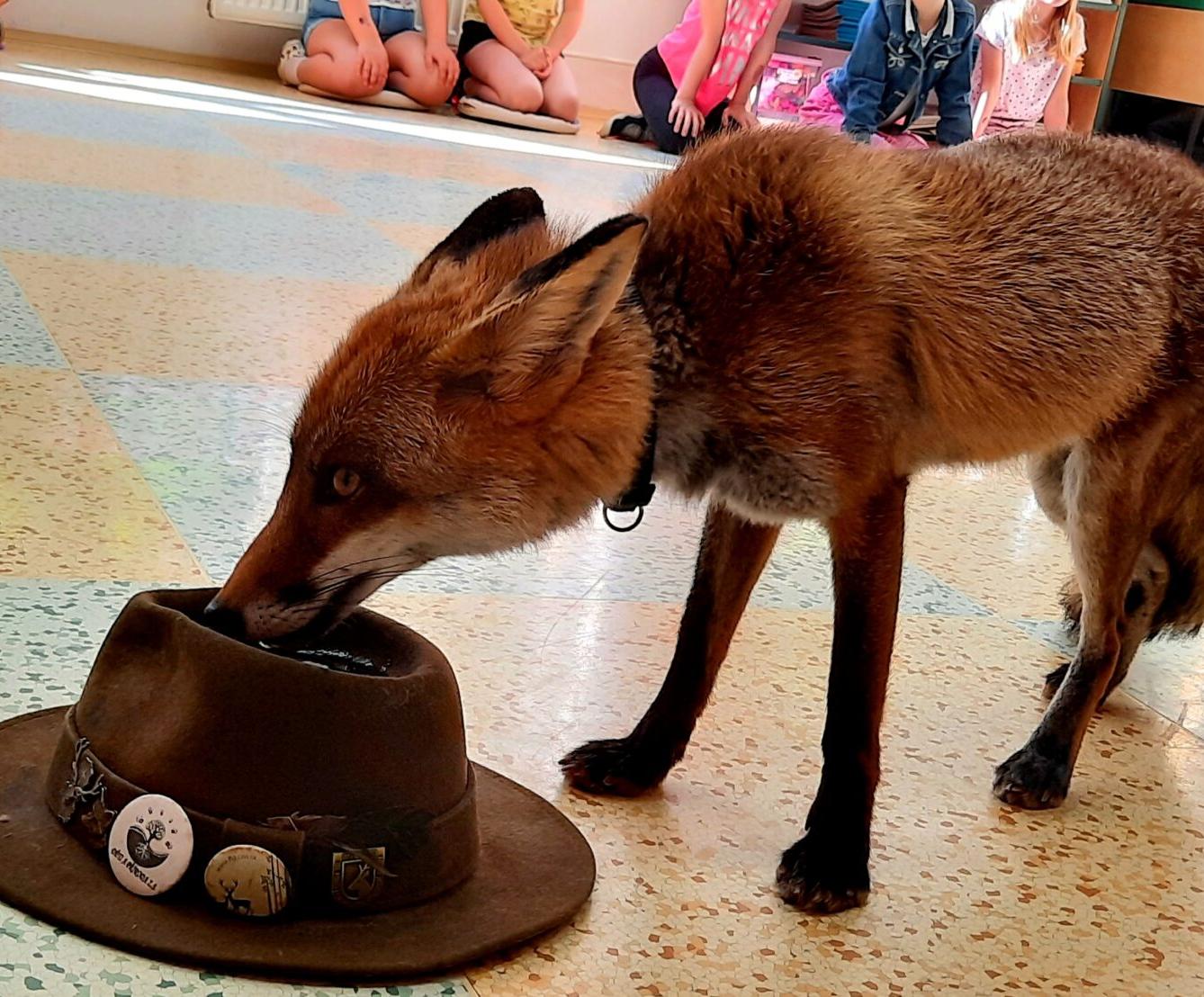31. 5., Liška u prvňáčků - 9