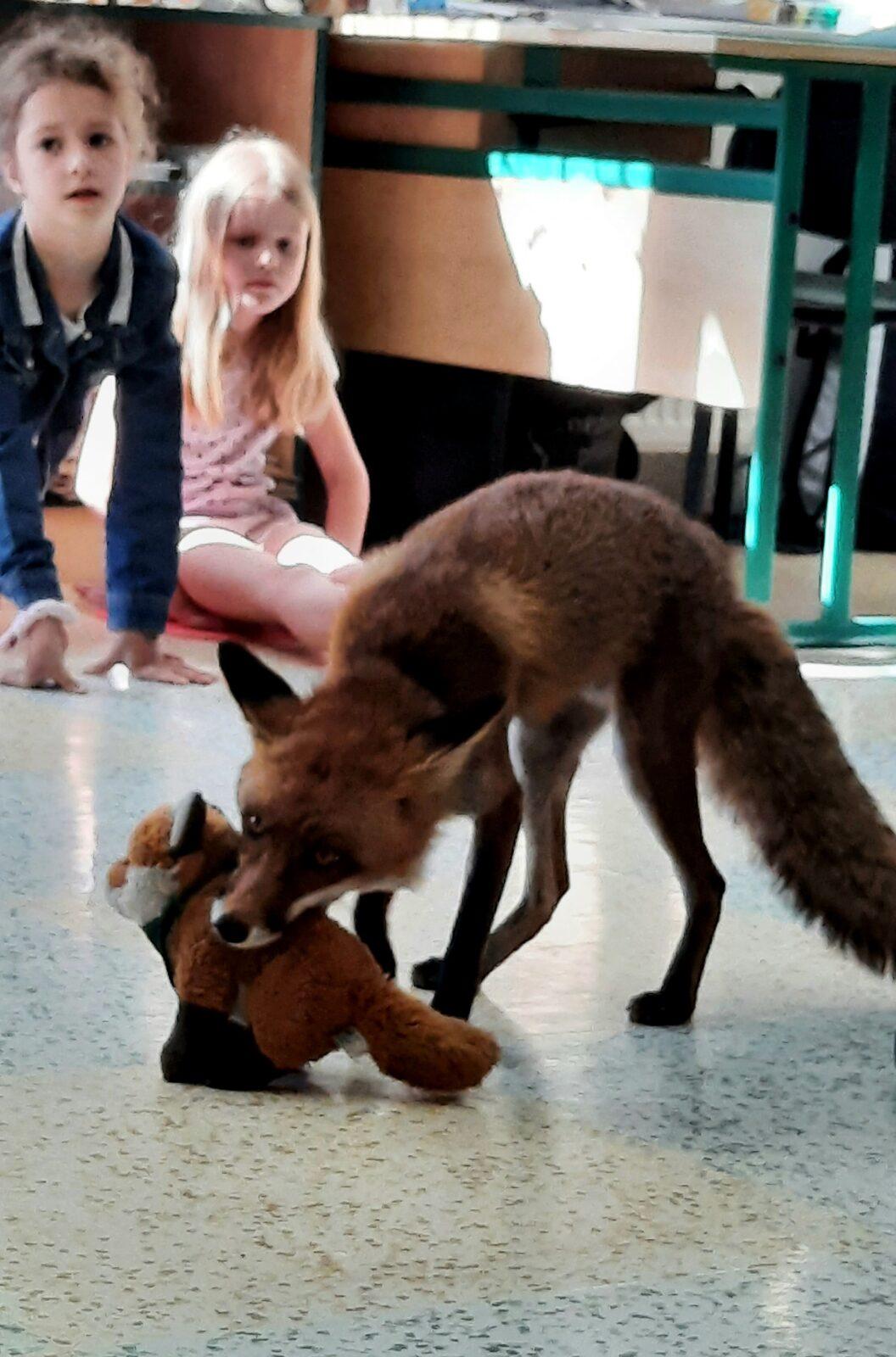 31. 5., Liška u prvňáčků - 15