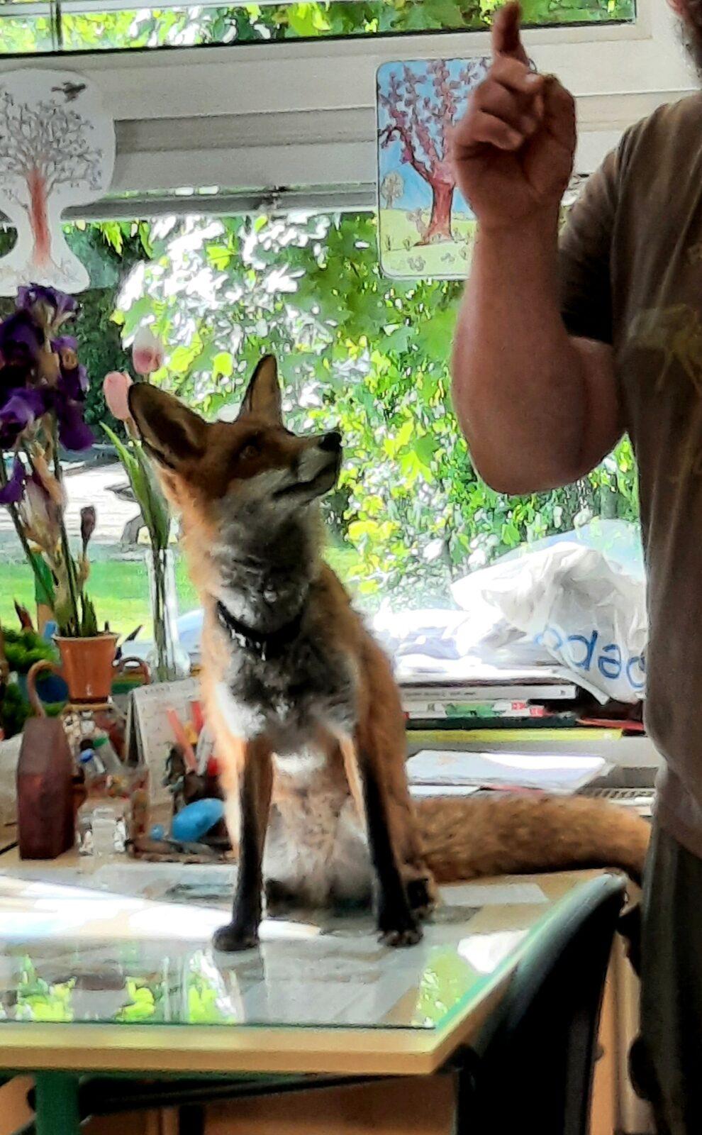 31. 5., Liška u prvňáčků - 22