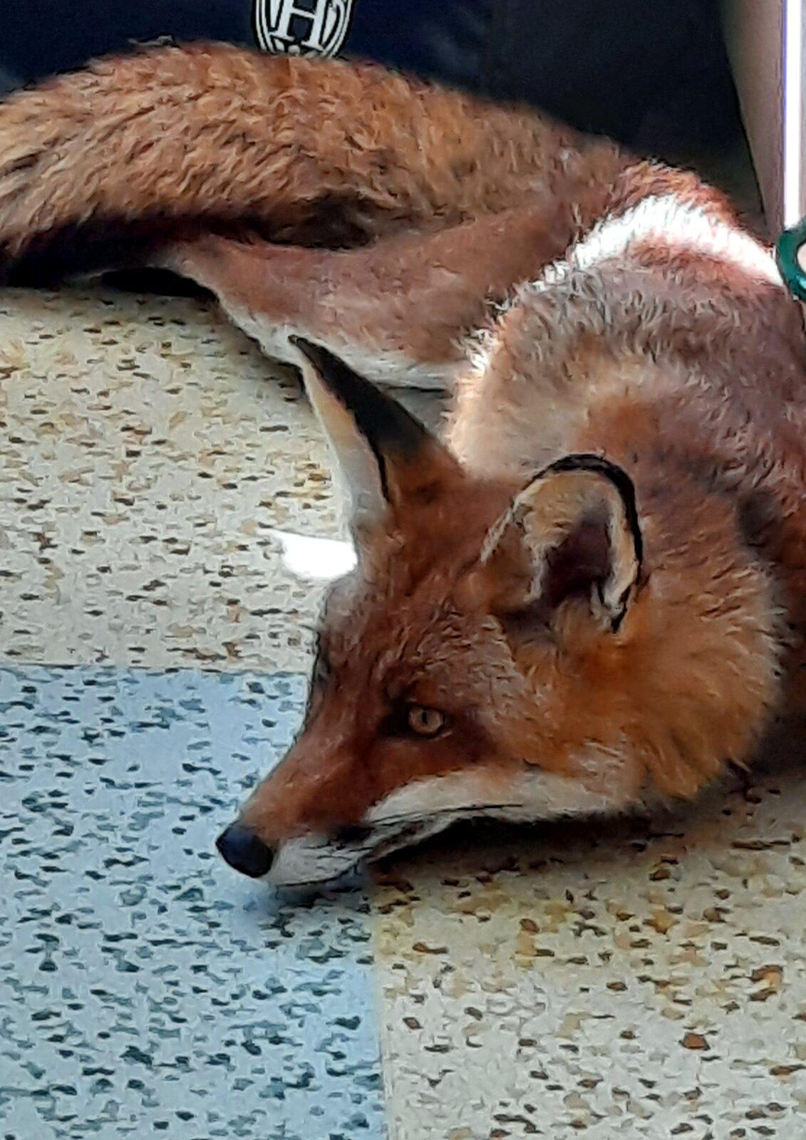 31. 5., Liška u prvňáčků - 24