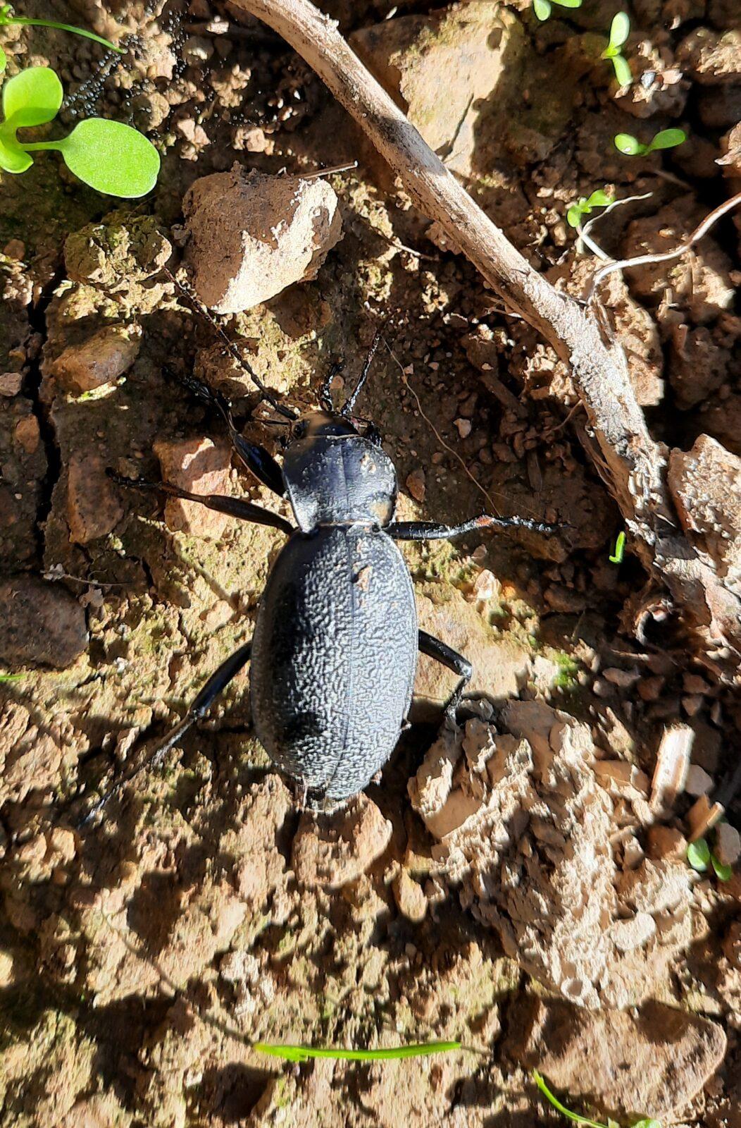 8. 9. Stopovaná s opékáním - 6