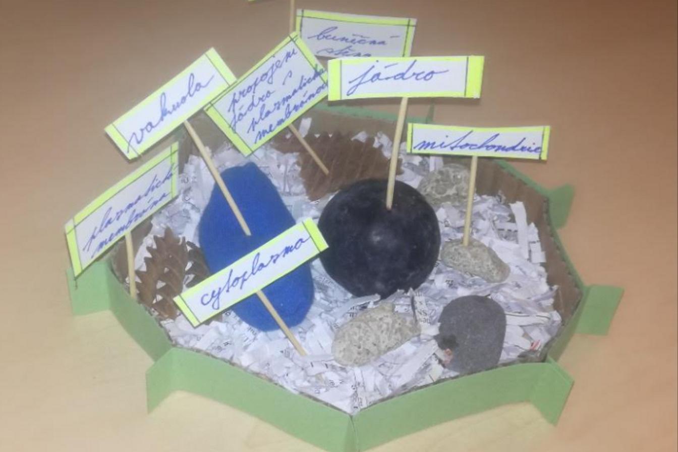 Ukázka buněk našich šesťáků