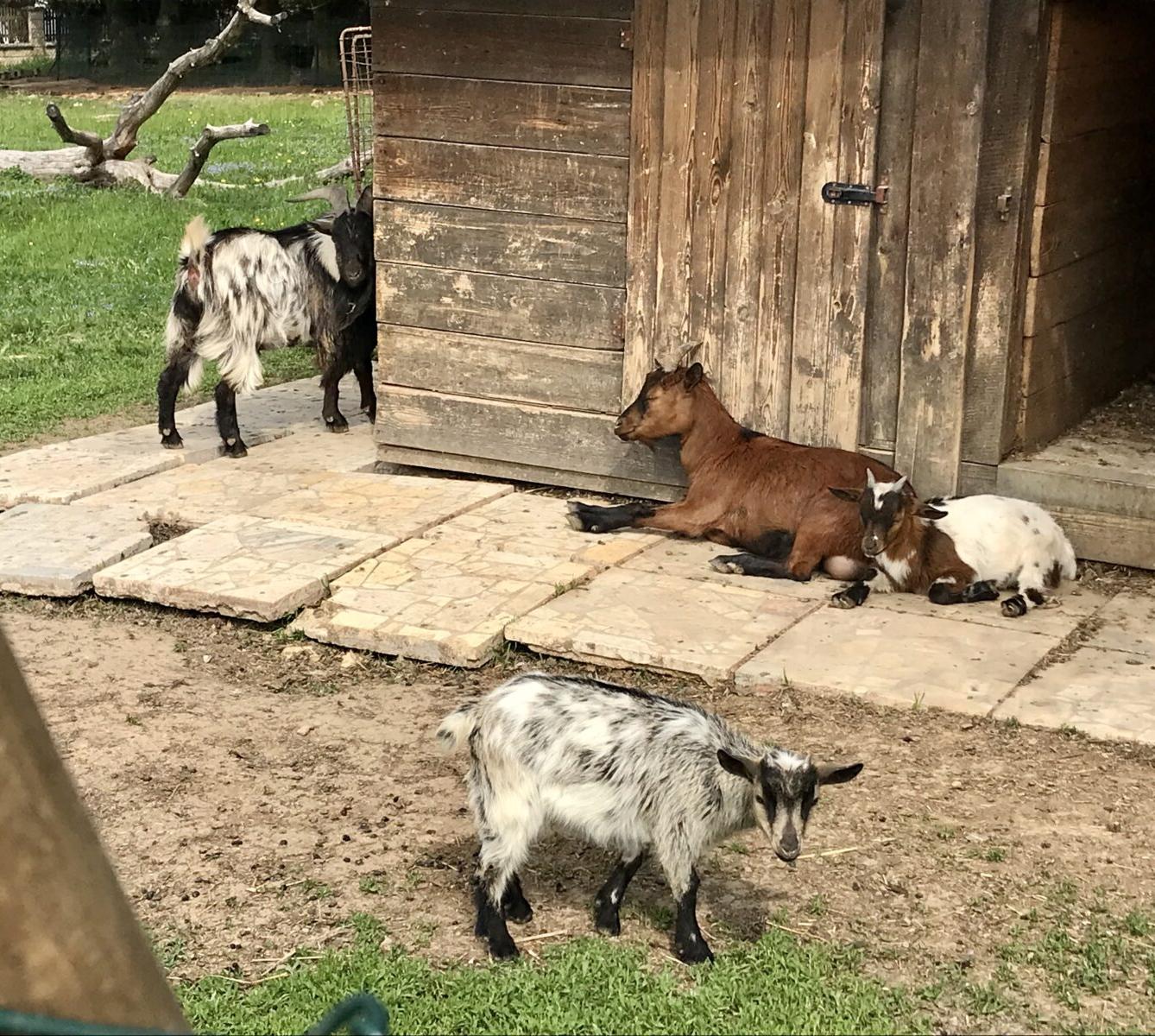 SOVIČKY: ,,MÁME RÁDI ZVÍŘATA" - 39