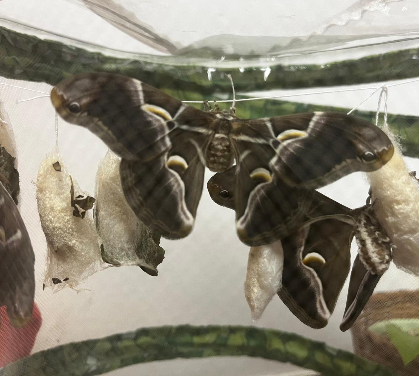 líhnutí motýlů ve školce - 7