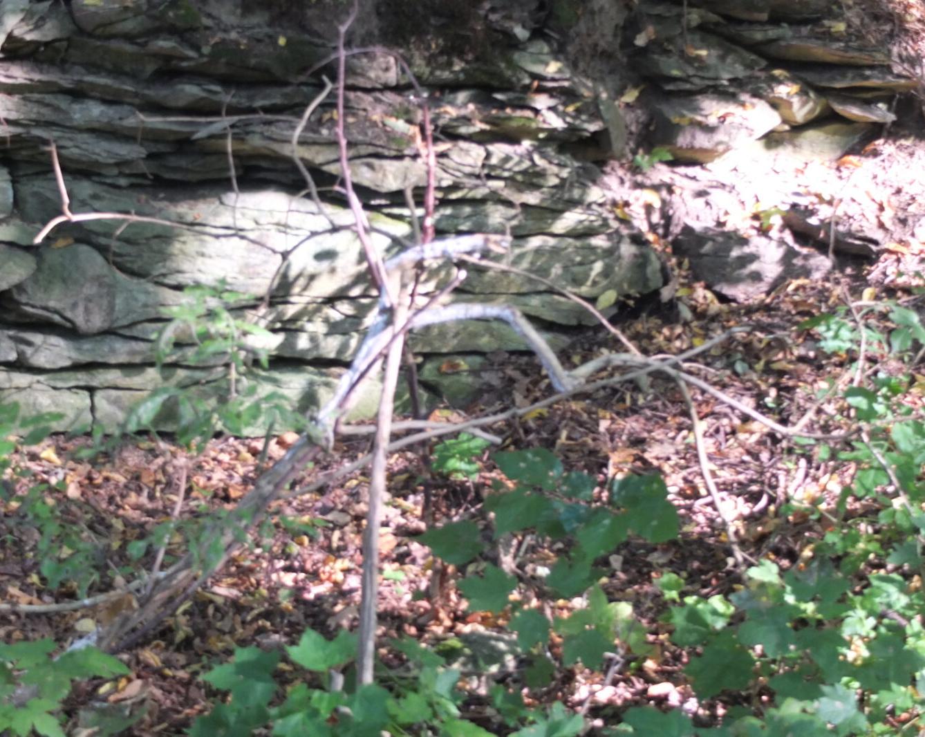 Kaštanka - HLEDÁNÍ ČLOVÍČKŮ - 26