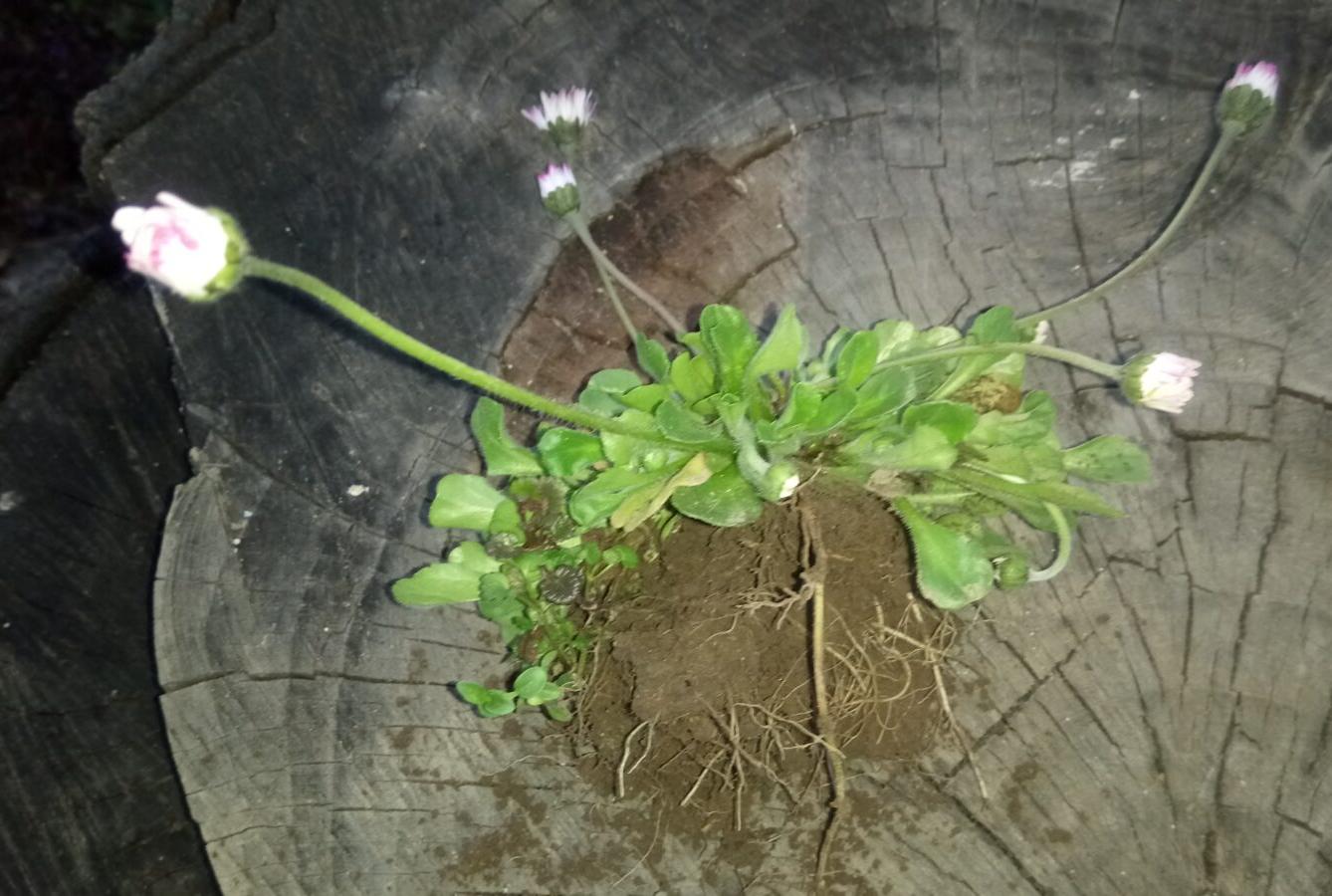 Botanika v 7. třídách - 5