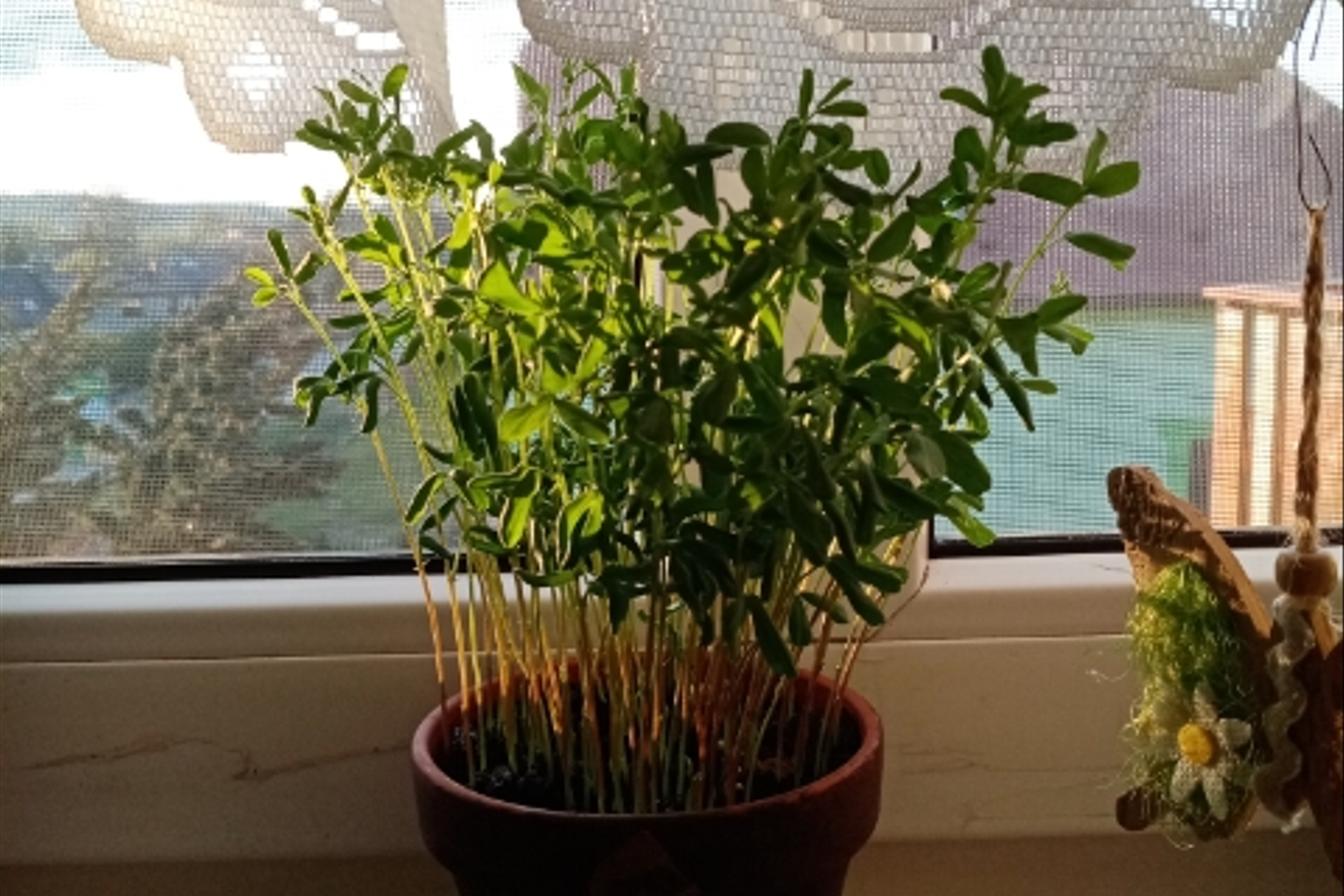 Výstupy druháčků z domácího učení 29. 4.