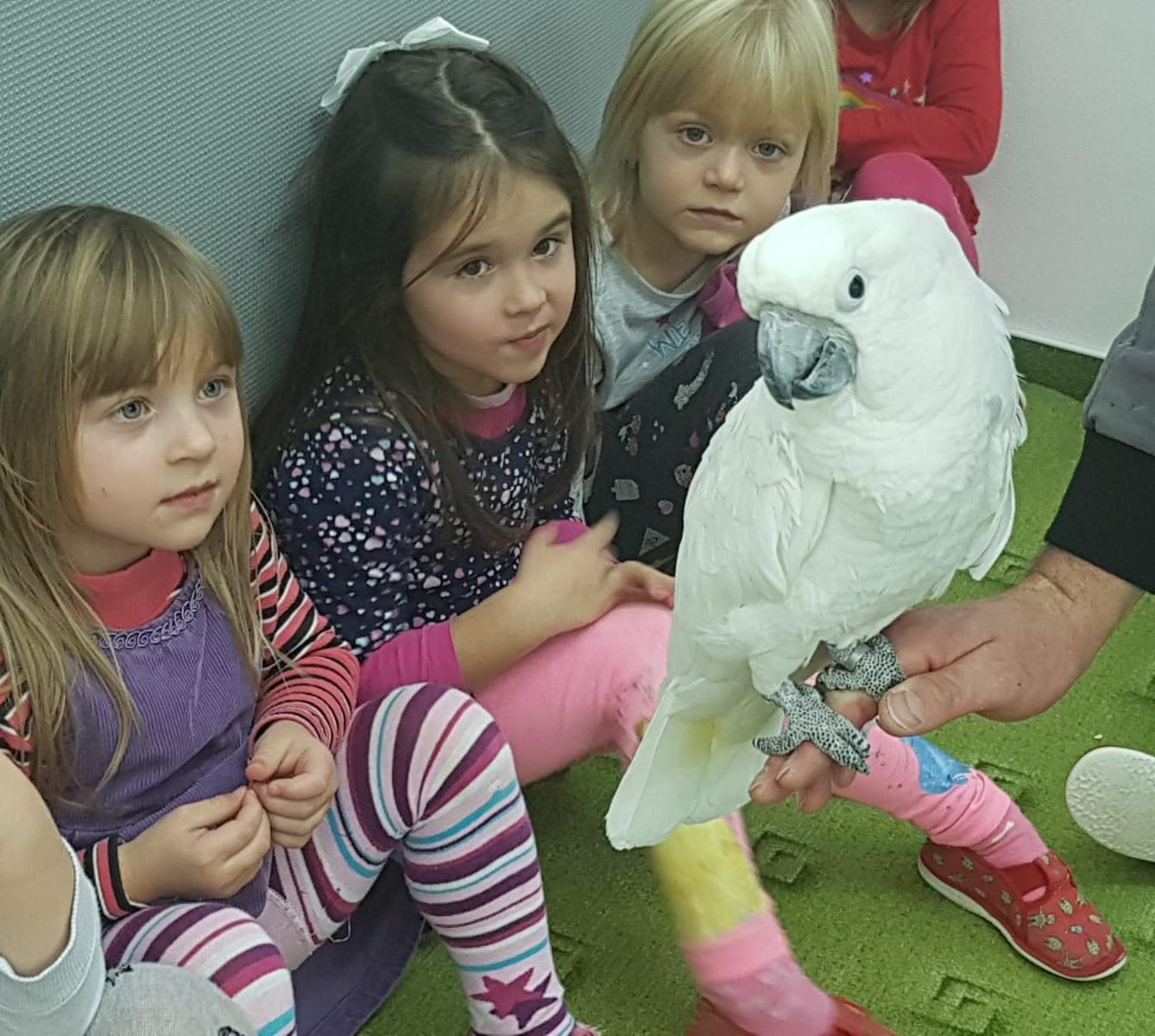 Papoušci v MŠ - 9