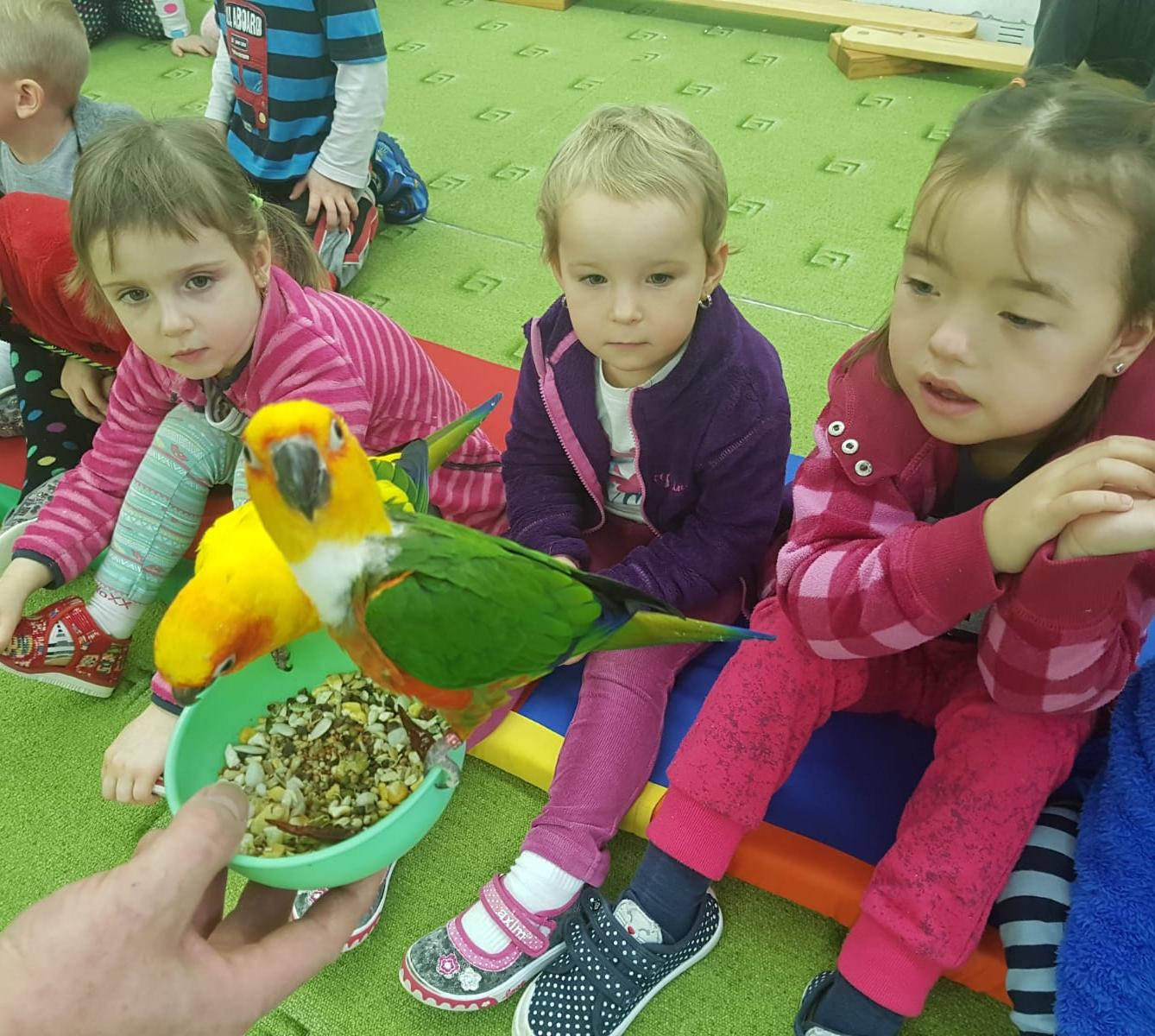 Papoušci v MŠ - 11