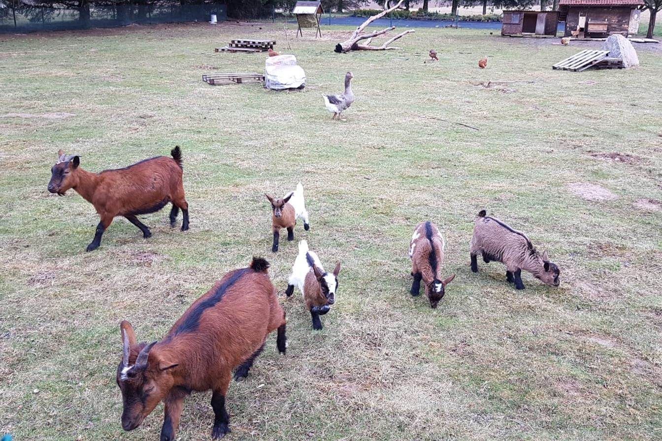 "Máme rádi zvířata" - vycházky za zvířátky