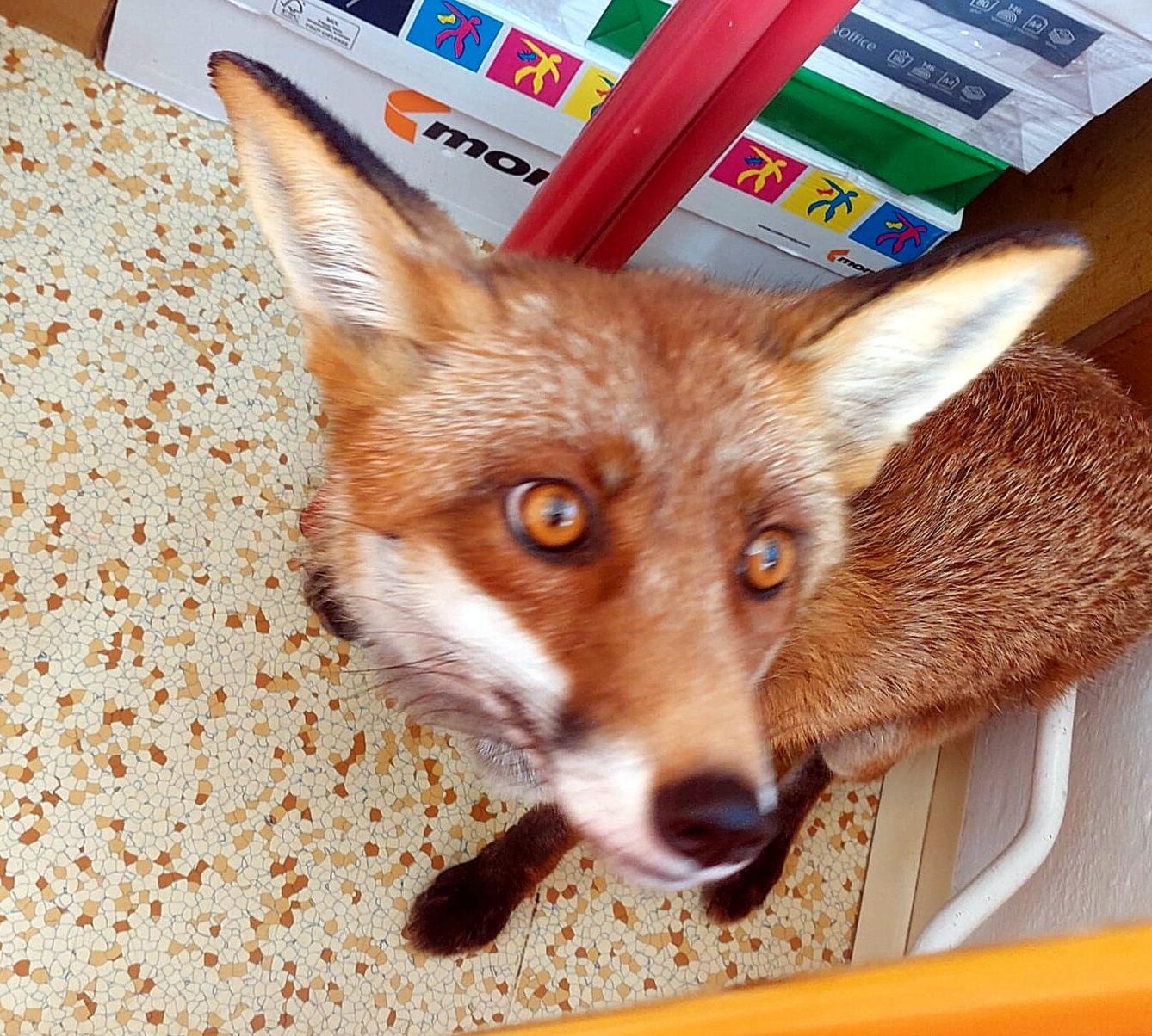 31. 5., Liška u prvňáčků - 30