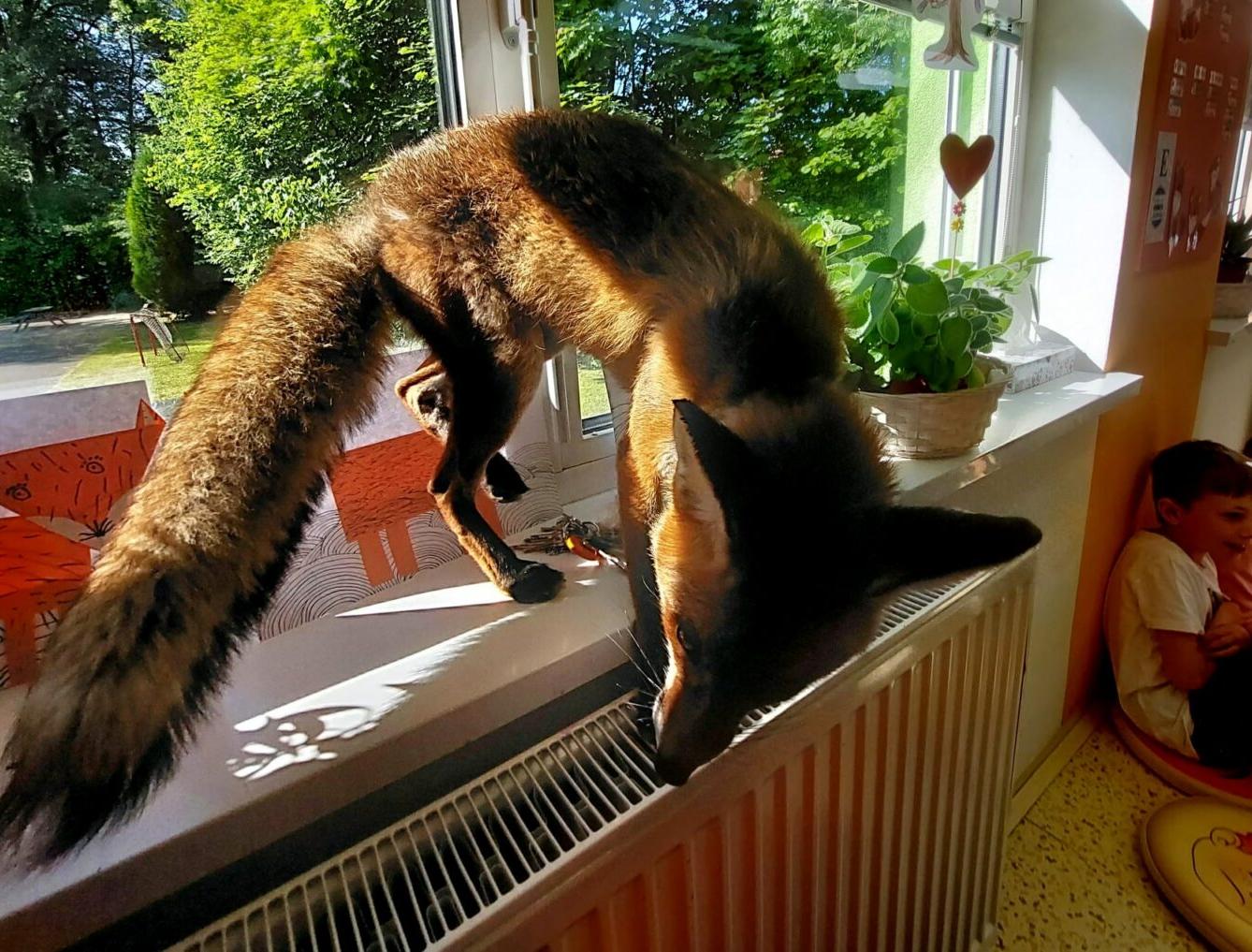 31. 5., Liška u prvňáčků - 31