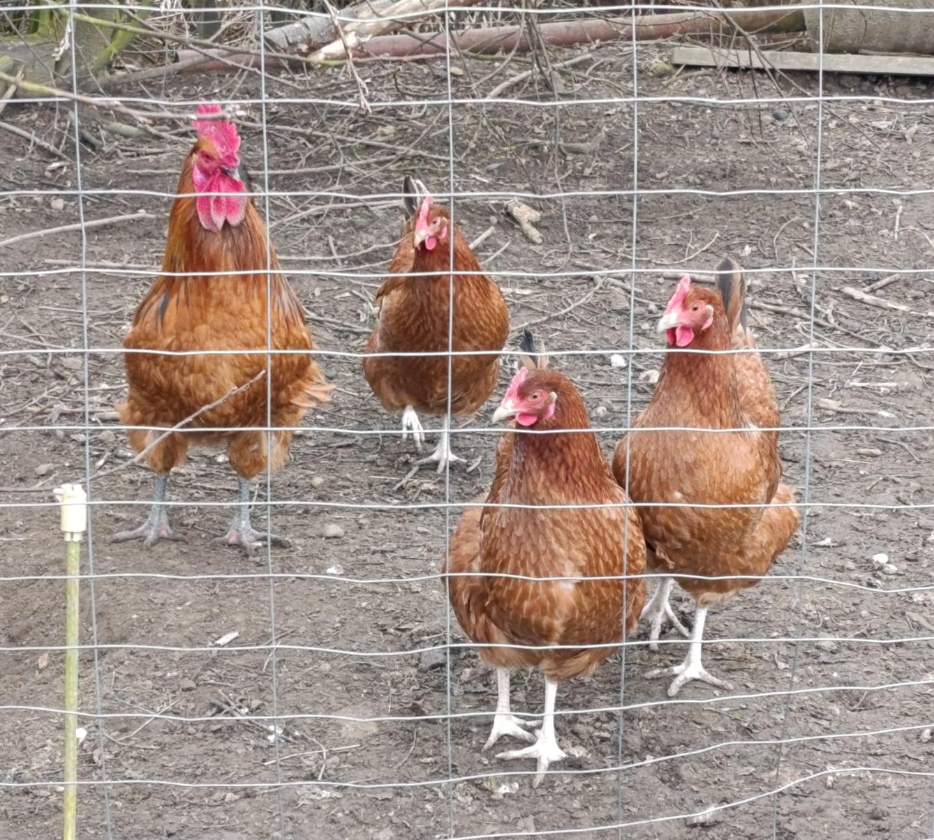 Broučci - Máme rádi zvířátka - 8