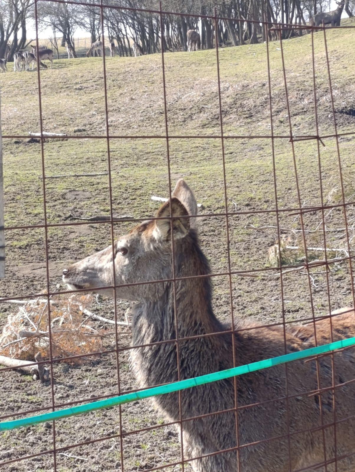 Broučci - Máme rádi zvířátka - 13