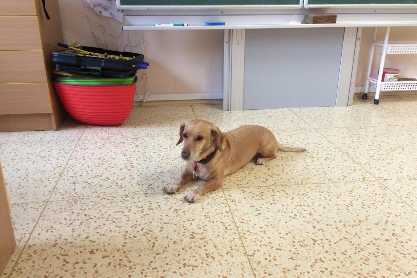 Turistický kroužek - TLAPKY