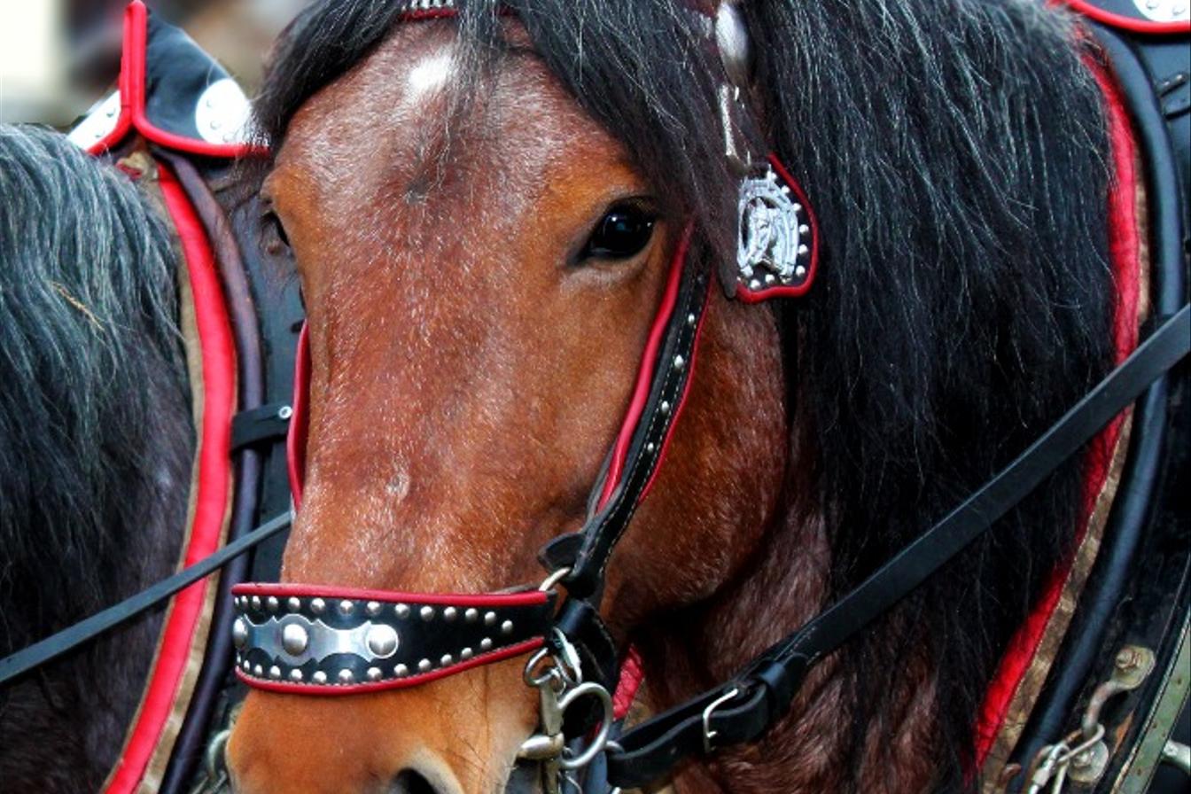 vzpomínka na Masopust