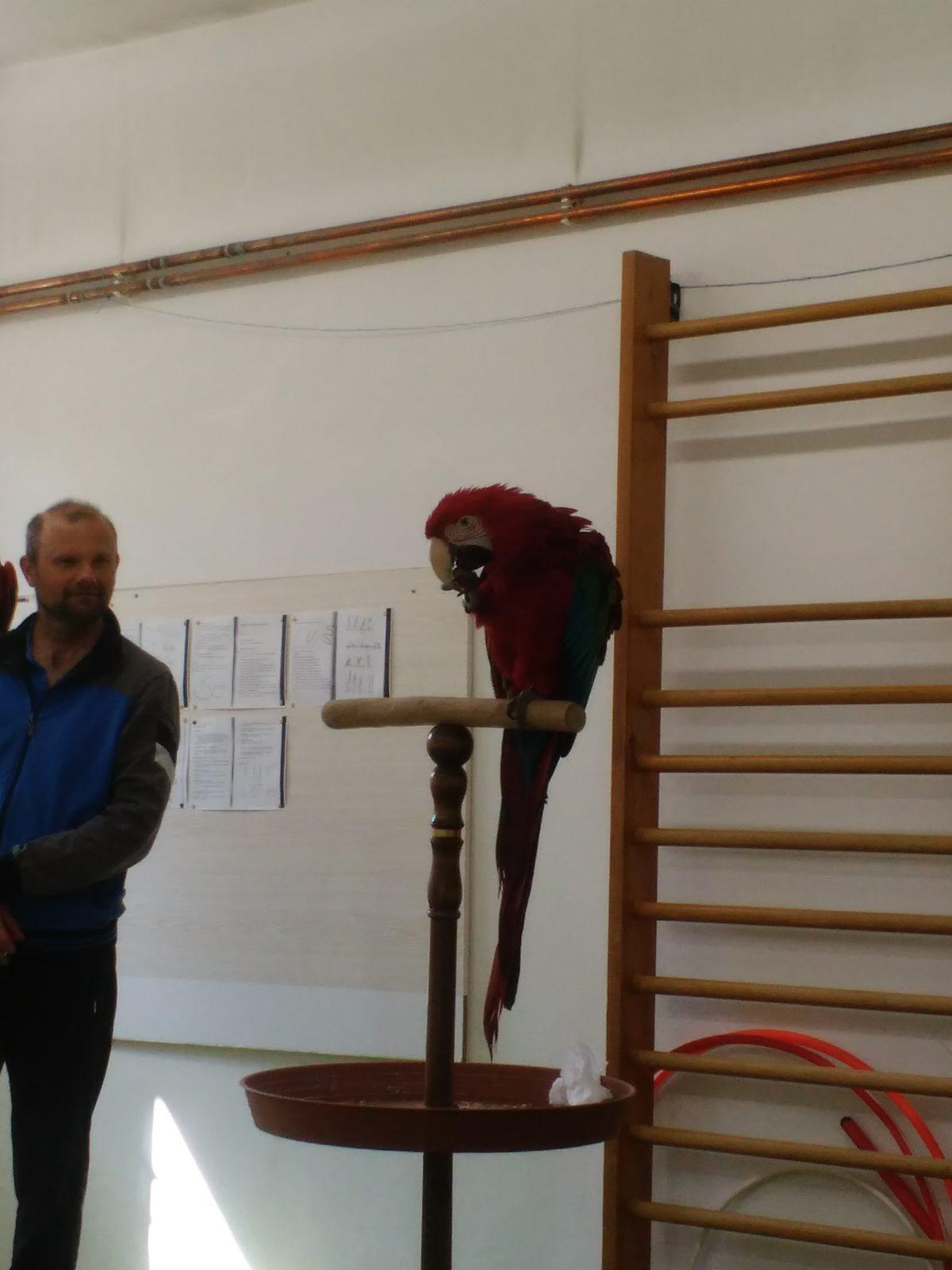 Papoušci ve školce - 25