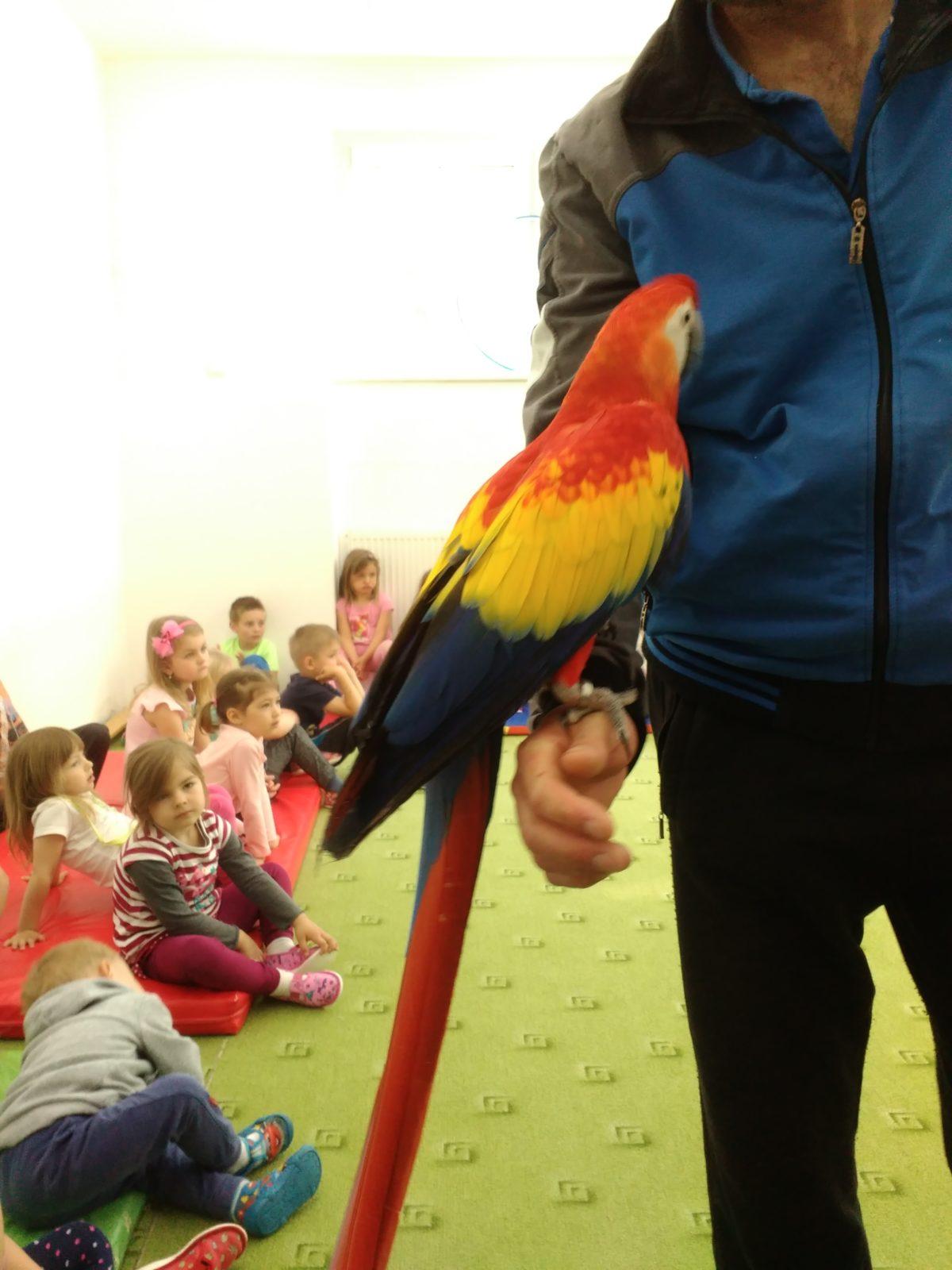 Papoušci ve školce - 29