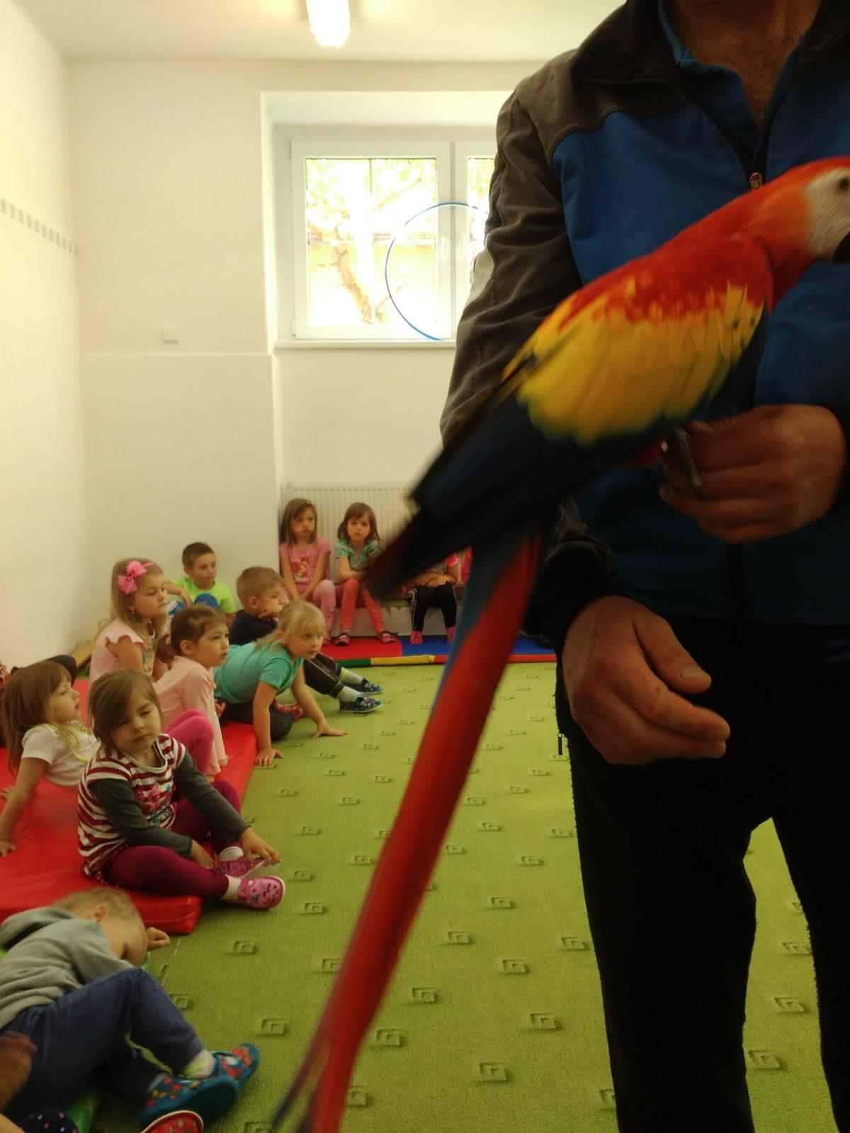 Papoušci ve školce - 30