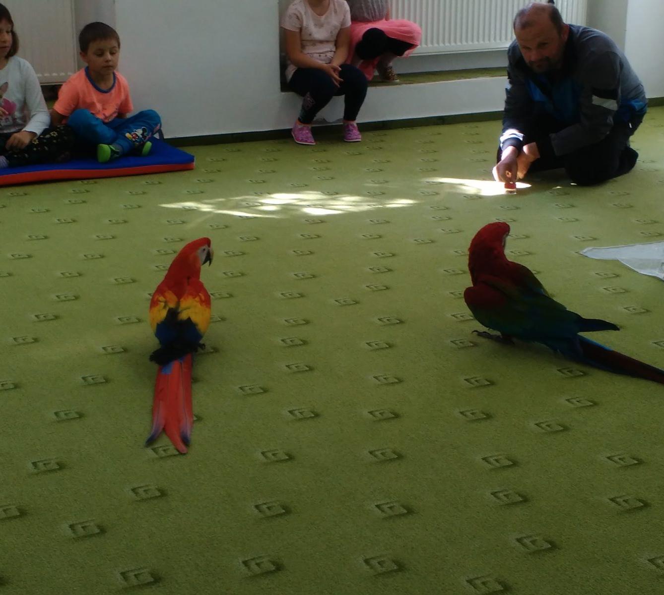 Papoušci ve školce - 31