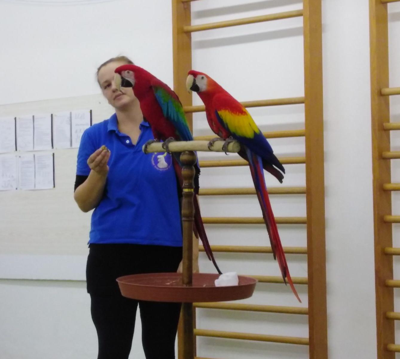 Papoušci v MŠ - 26