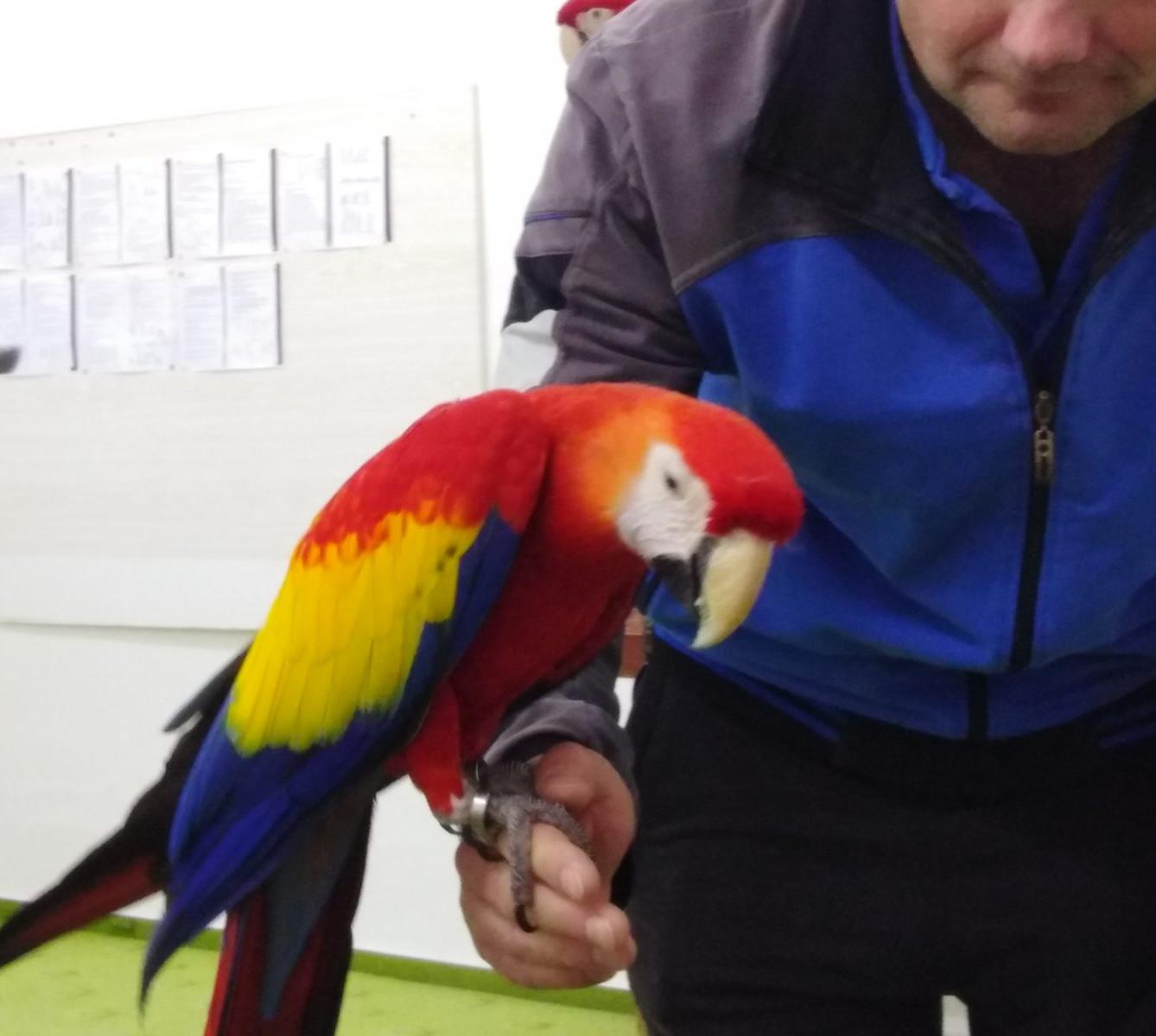 Papoušci v MŠ - 27