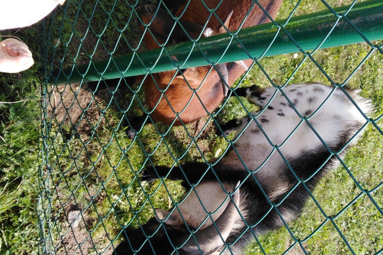 Broučci: vycházka za kozičkami