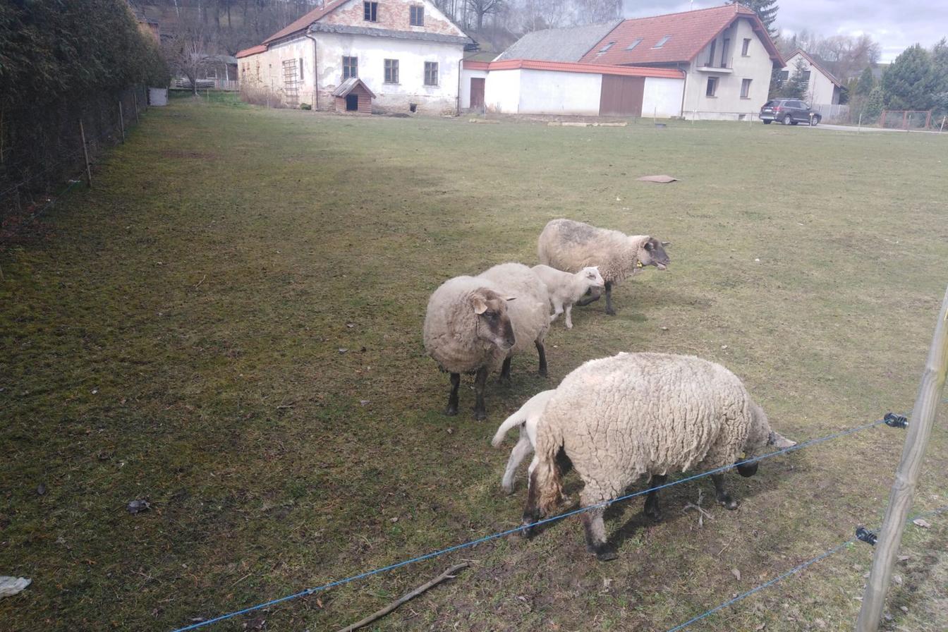 Vzpomínáme na školku: "Broučci, výlet za ovečkami"