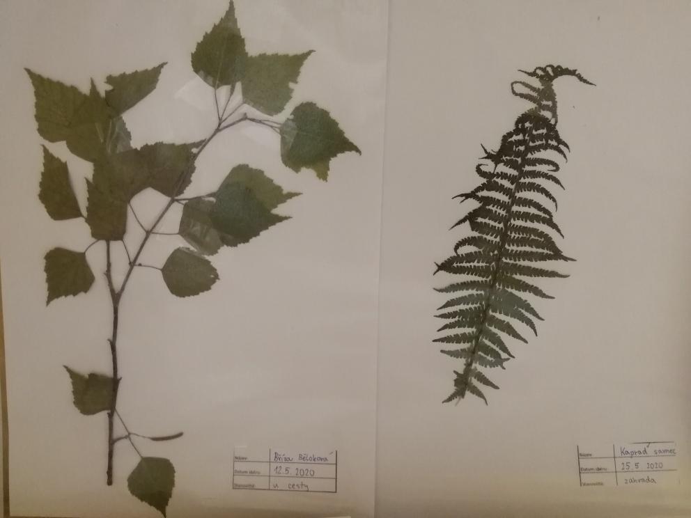 Herbáře - II. stupeň - 2