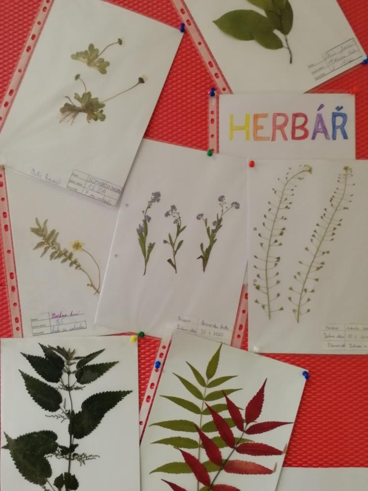 Herbáře - II. stupeň - 6