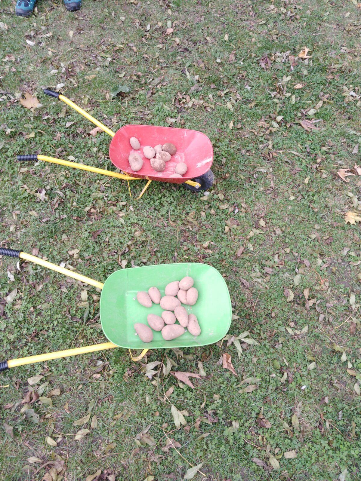 Bramboriáda v MŠ :-) - 43