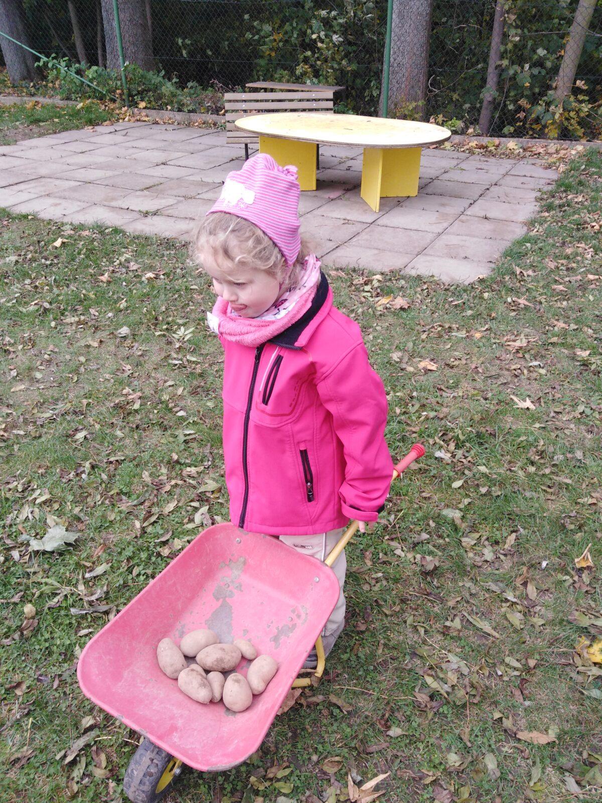 Bramboriáda v MŠ :-) - 104