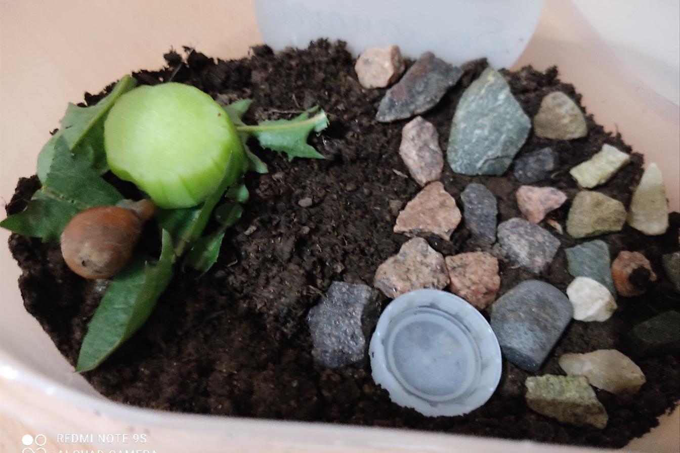 Projekt "Hlemýžď" v 6. třídě