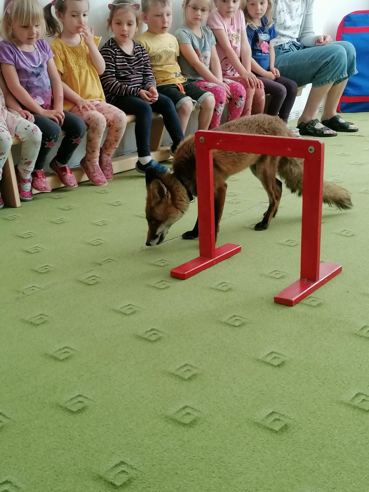 Liška COCO v MŠ :-) - 7