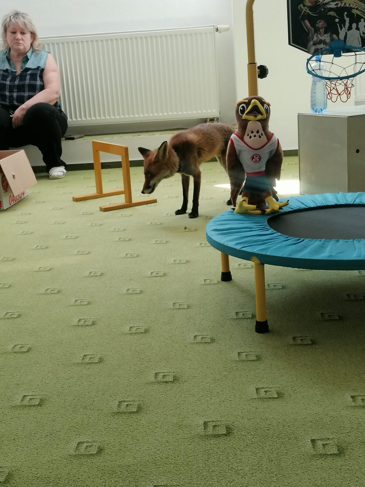 Liška COCO v MŠ :-) - 10