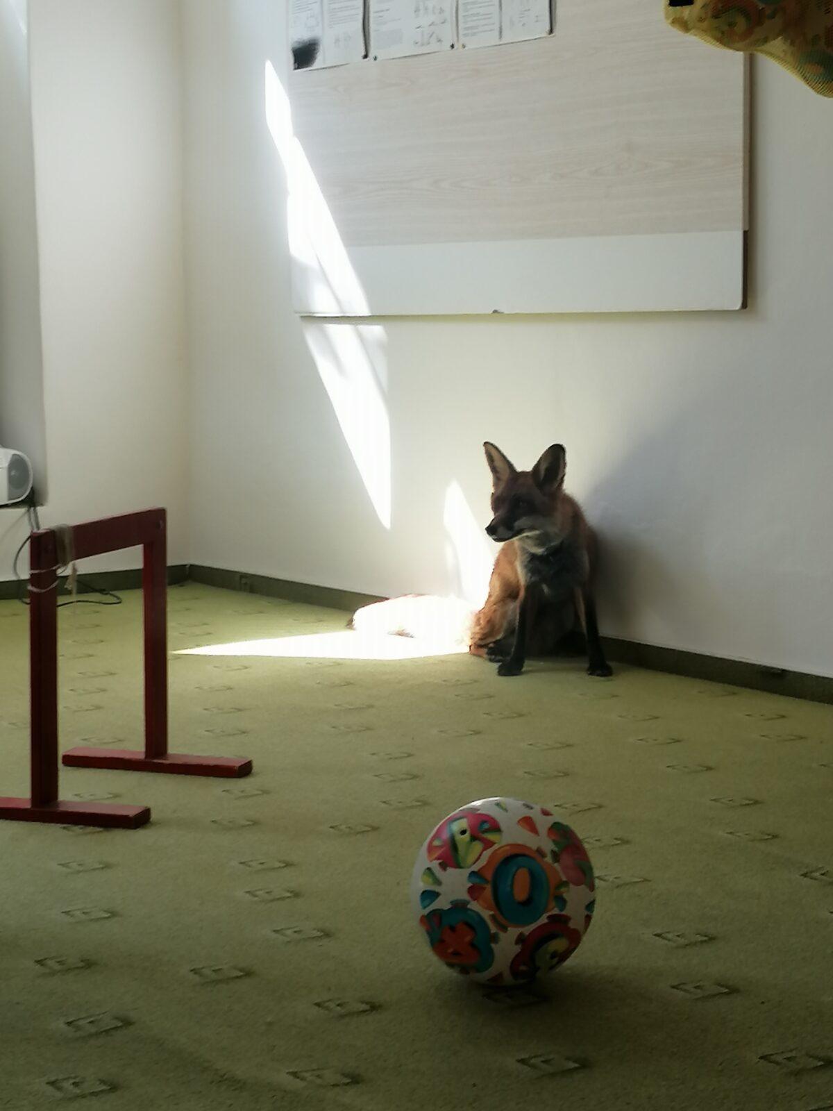 Liška COCO v MŠ :-) - 16