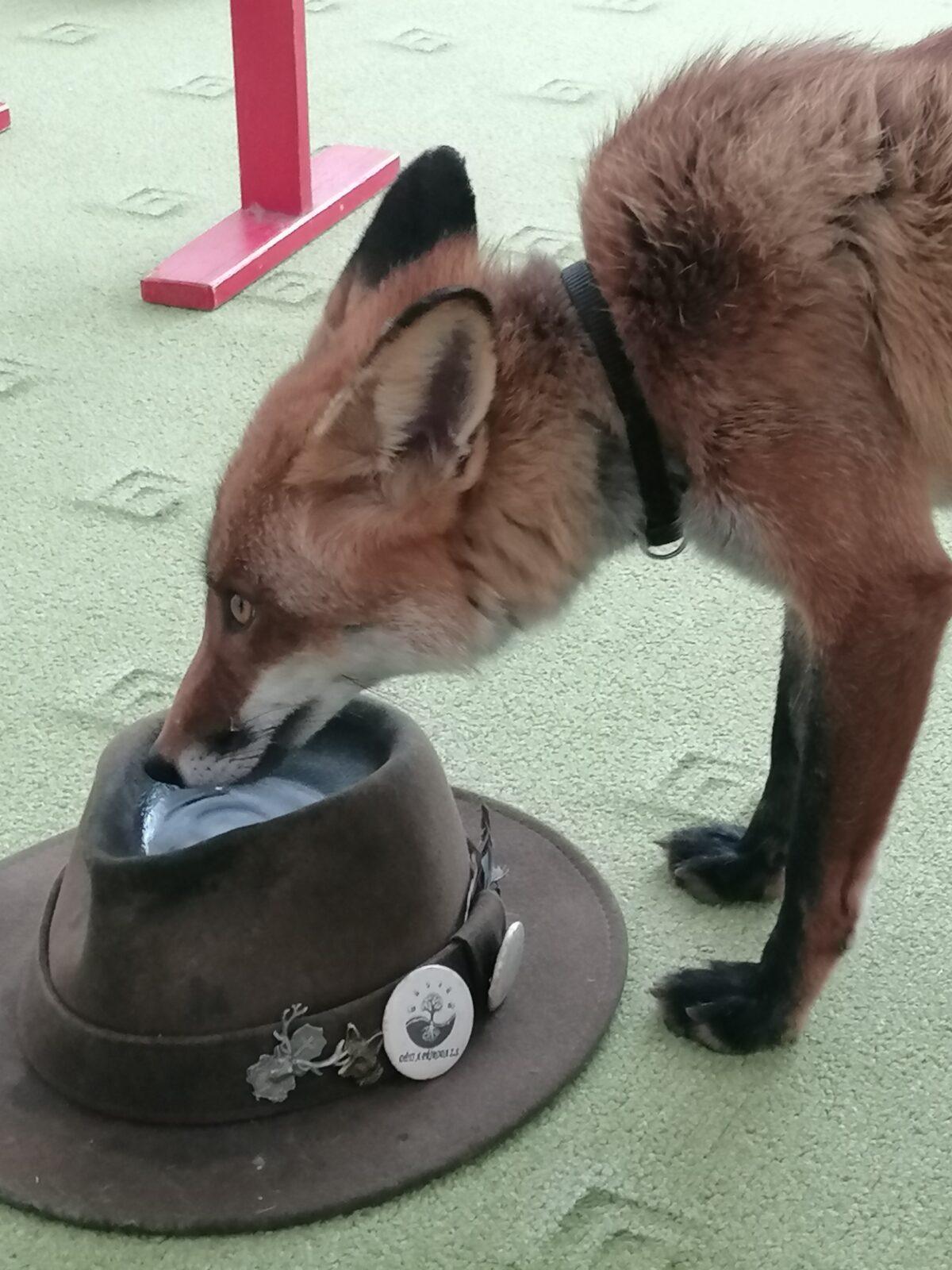 Liška COCO v MŠ :-) - 19