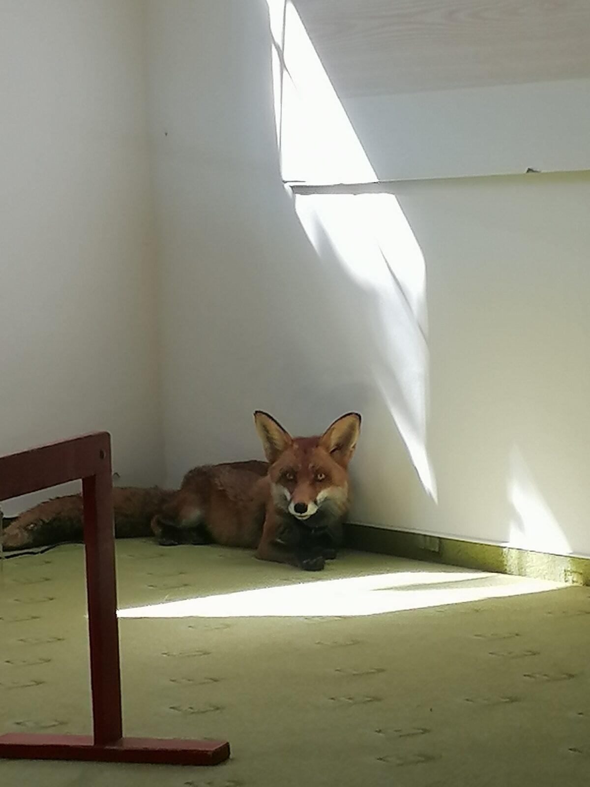 Liška COCO v MŠ :-) - 20