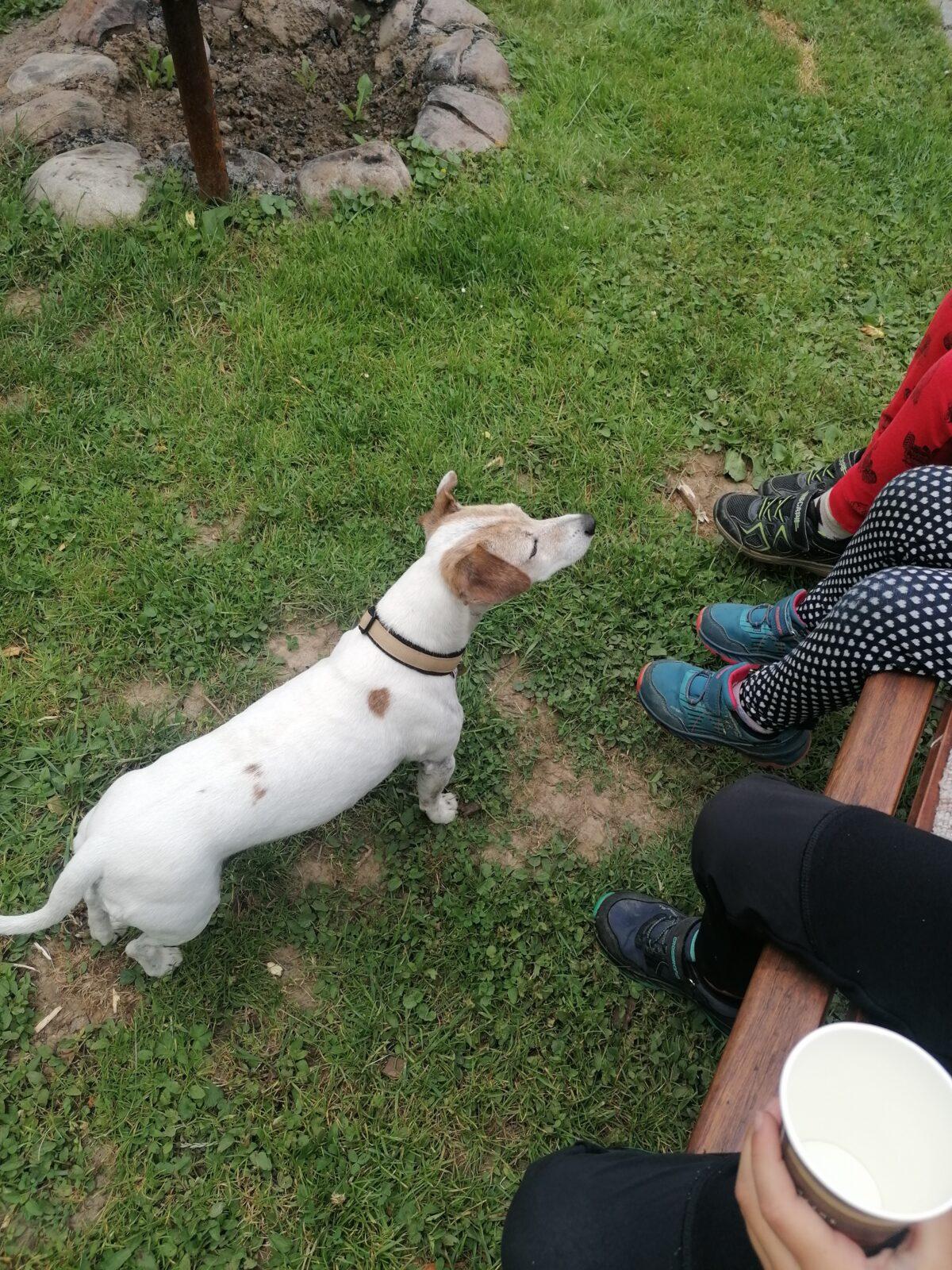 JDEME SE PODÍVAT NA PEJSKY :-) - 7