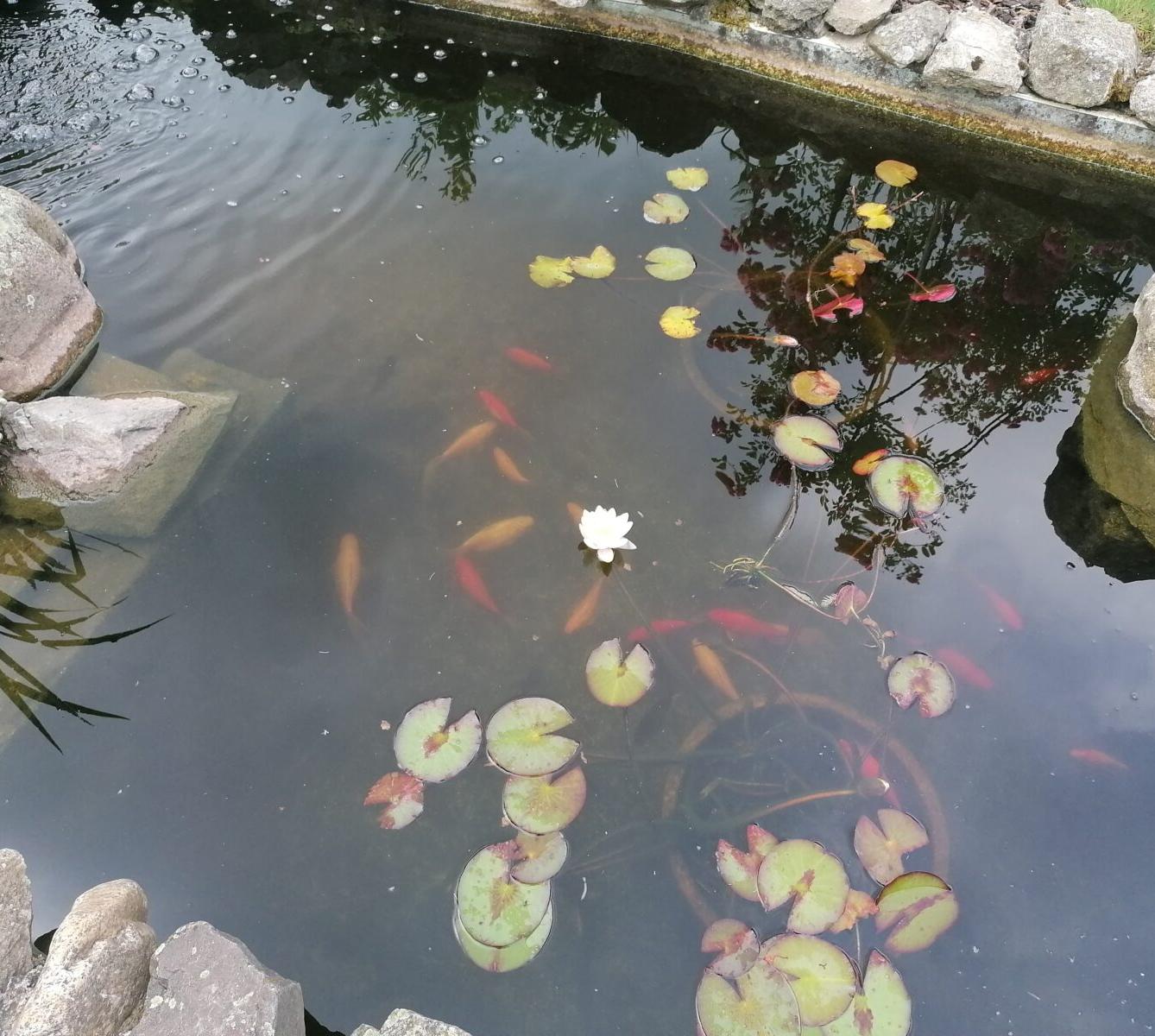 JDEME SE PODÍVAT NA PEJSKY :-) - 13