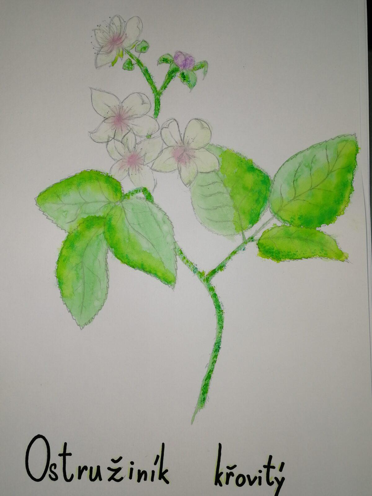 Léčivé byliny - žáci 7. třídy - 2