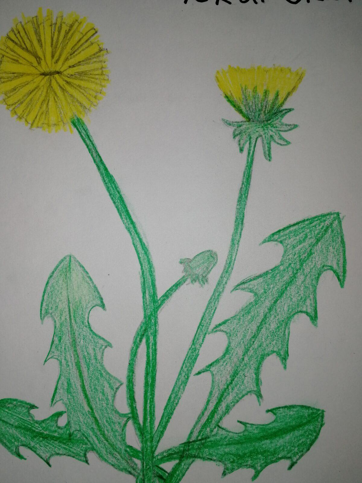 Léčivé byliny - žáci 7. třídy - 5