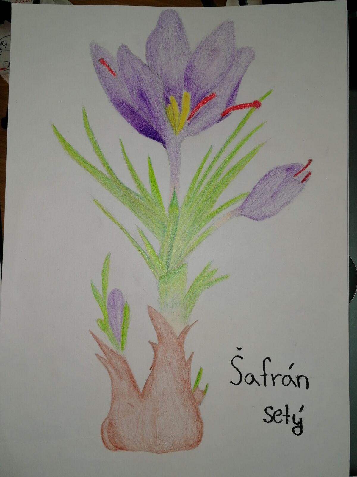 Léčivé byliny - žáci 7. třídy - 10