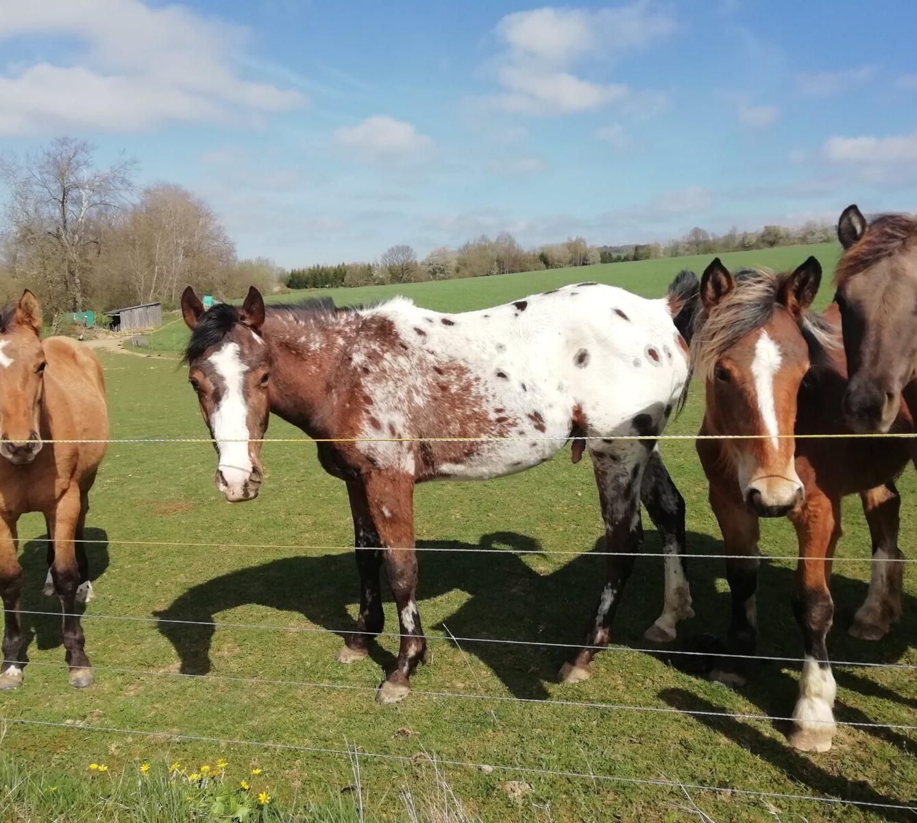 Broučci - Malované vajíčko - 27