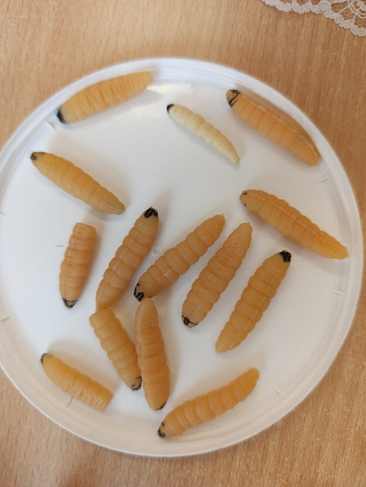 vzdělávací program v mš - ptáci - 18