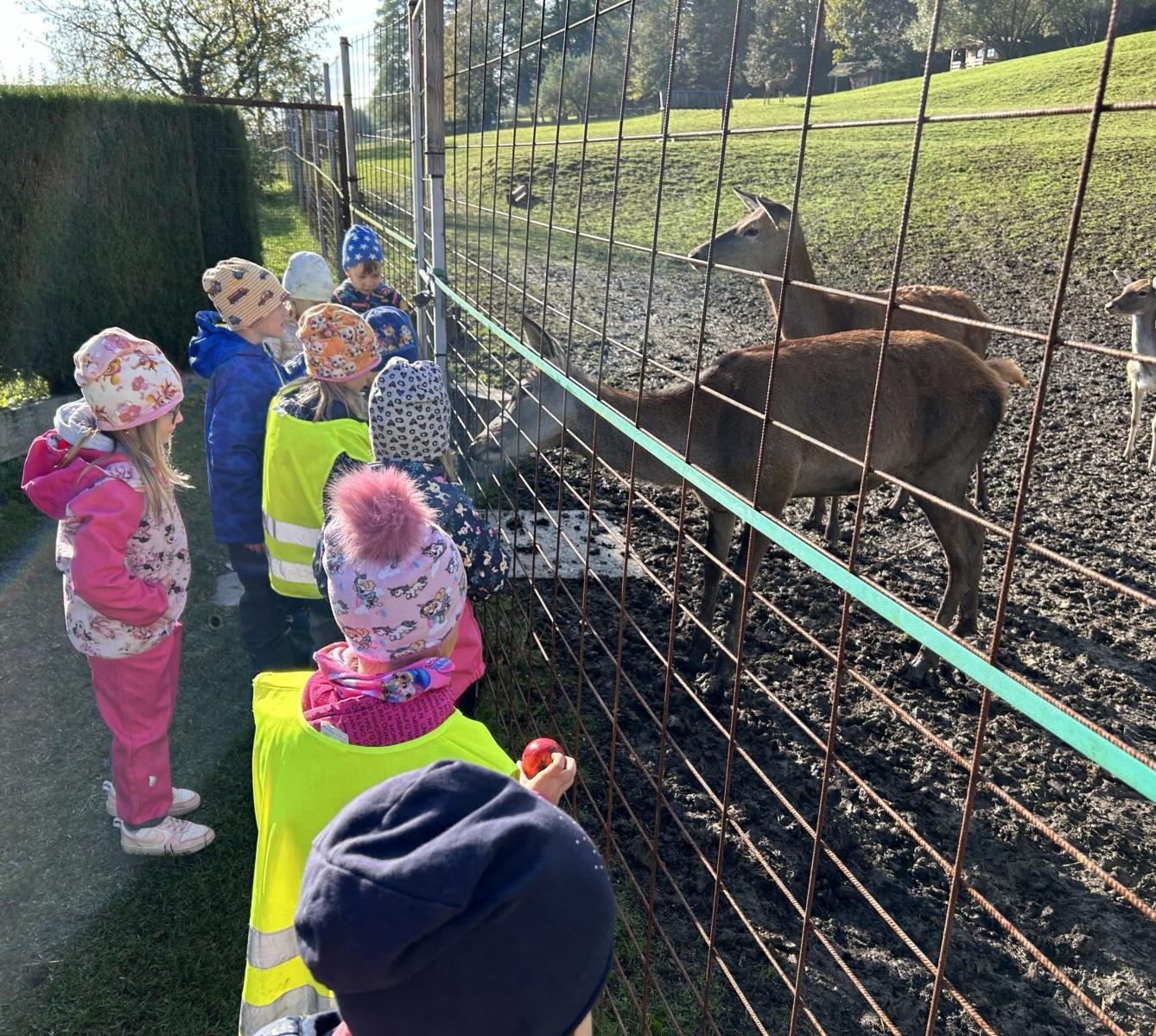 SOVIČKY: LESNÍ HRÁTKY SE ZVÍŘÁTKY - 34