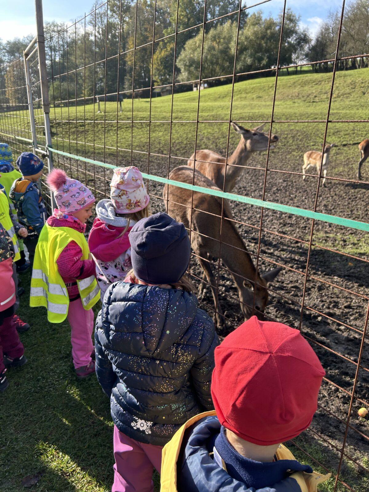 SOVIČKY: LESNÍ HRÁTKY SE ZVÍŘÁTKY - 36