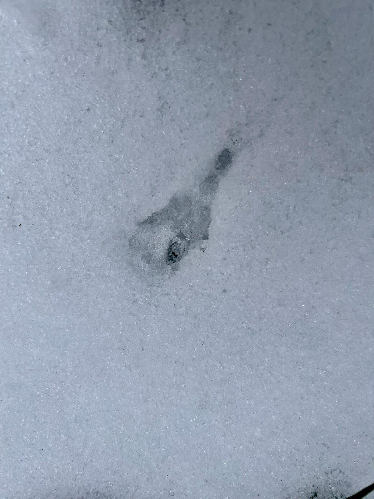 SOVIČKY: ,,CO DĚLAJÍ ZVÍŘATA V ZIMĚ" - 1