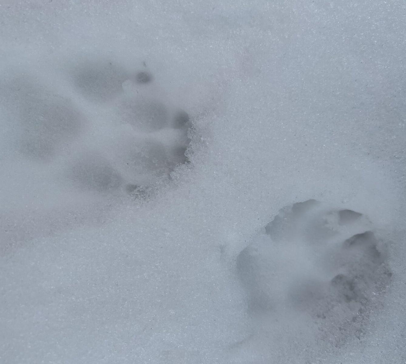 SOVIČKY: ,,CO DĚLAJÍ ZVÍŘATA V ZIMĚ" - 2