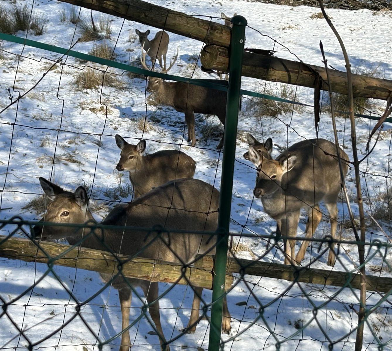 SOVIČKY: ZIMA NÁM NEVADÍ - 16